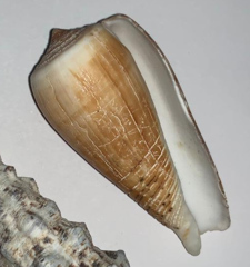 Conus radiatus