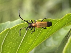 Nupserha vitticollis