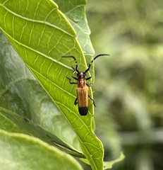 Nupserha vitticollis