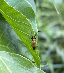 Nupserha vitticollis