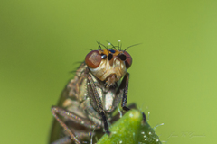 Diptera