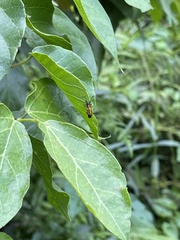 Nupserha vitticollis