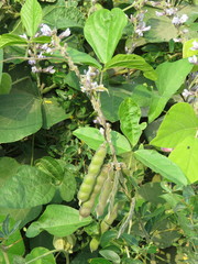 Calopogonium caeruleum