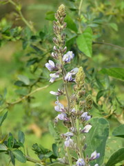 Calopogonium caeruleum