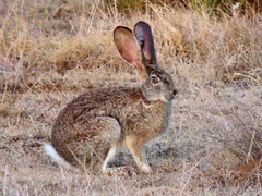 Lepus saxatilis