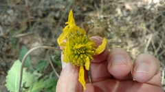 Tetragonotheca repanda