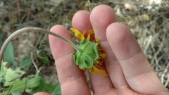 Tetragonotheca repanda