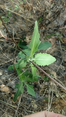 Tetragonotheca repanda