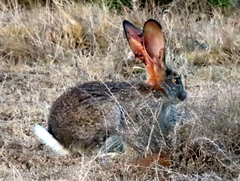 Lepus saxatilis
