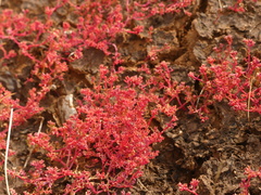 Crassula vaillantii