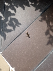 Hoplomutilla insignis