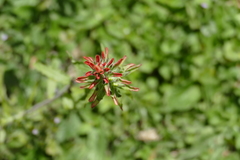 Castilleja arvensis pastorei