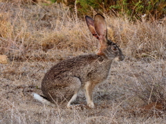Lepus saxatilis