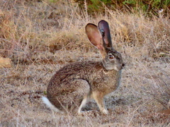 Lepus saxatilis