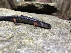 Plethodon shermani