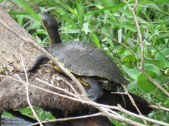 Trachemys grayi grayi