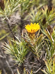 Oedera pungens angustifolia