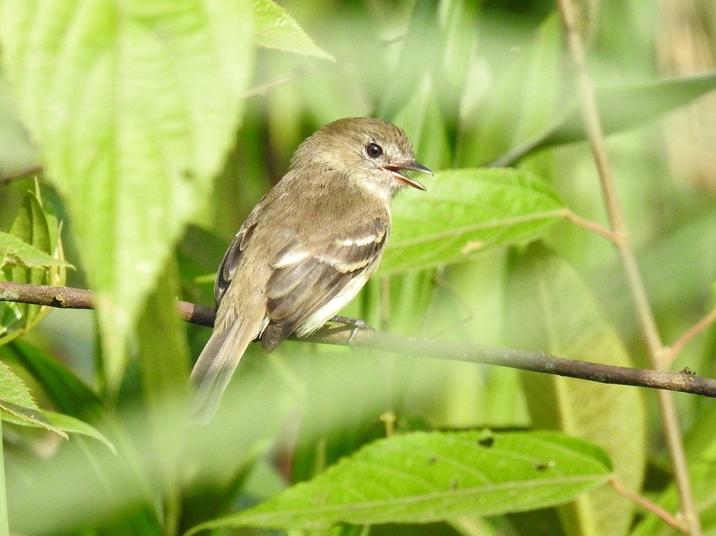 Olive-chested Flycatcher