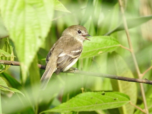 Olive-chested Flycatcher (Myiophobus cryptoxanthus)