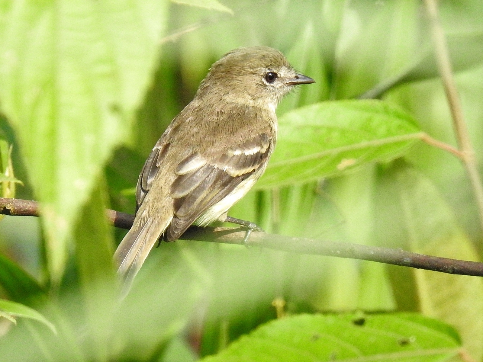 Olive-chested Flycatcher (Myiophobus cryptoxanthus), photo 2