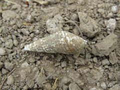 Thiaridae