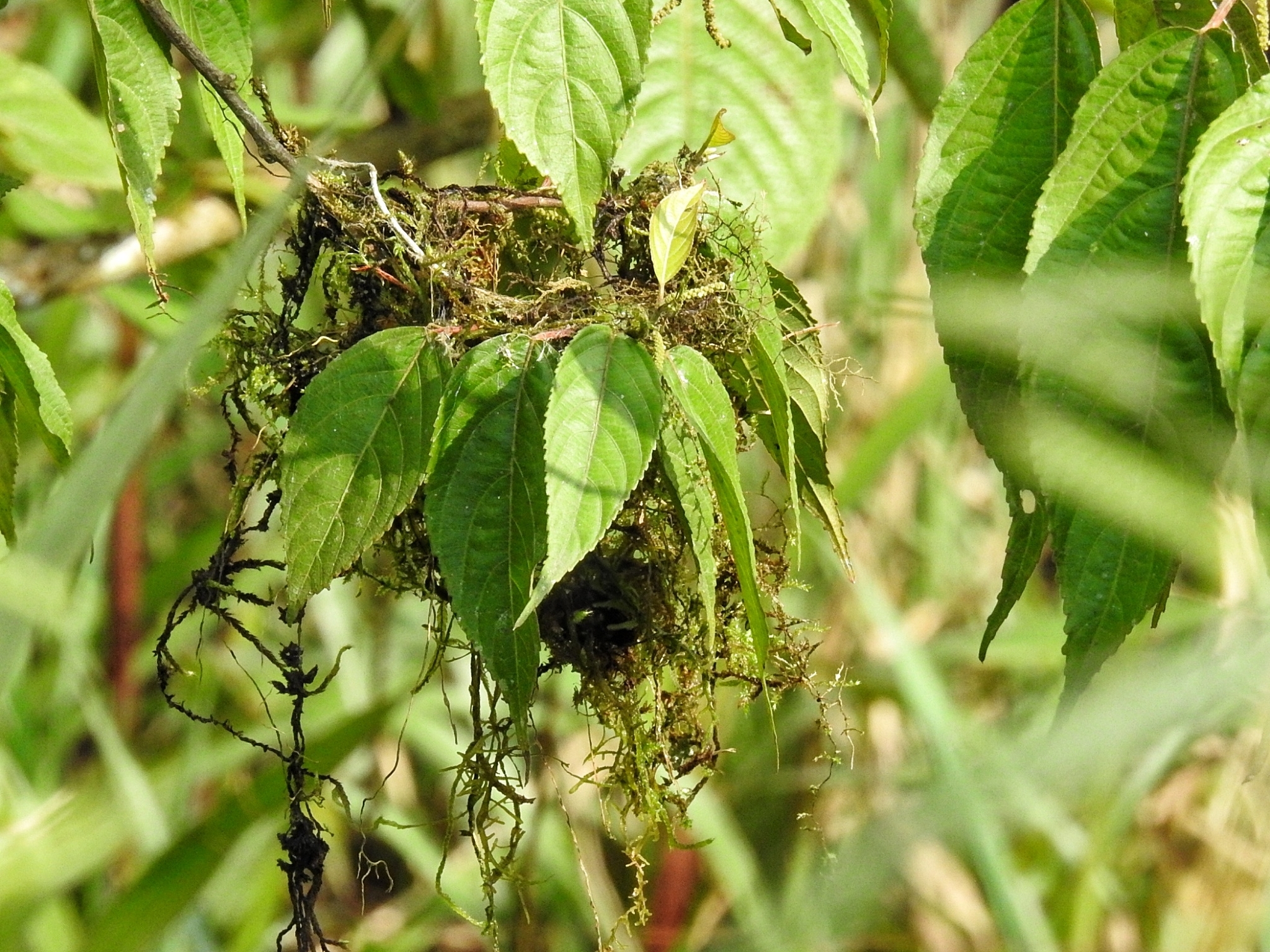 Olive-chested Flycatcher (Myiophobus cryptoxanthus), photo 3