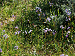 Moraea tripetala
