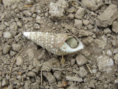 Thiaridae