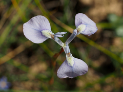 Moraea tripetala