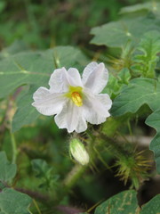 Solanum campechiense