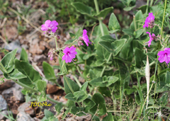 Mirabilis ovata