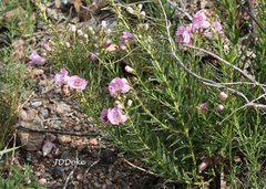 Agalinis genistifolia