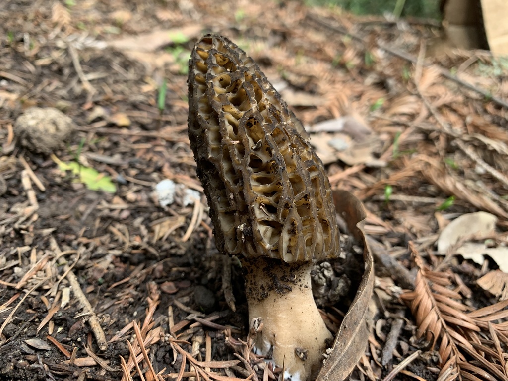Landscaping Black Morel from River Dr, Boulder Creek, CA, US on March 14, 2021 at 1243 PM by
