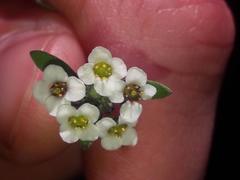 Lobularia maritima maritima