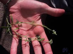 Lobularia maritima maritima