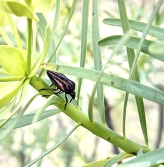 Graphosoma interruptum