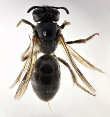Lasioglossum interruptum