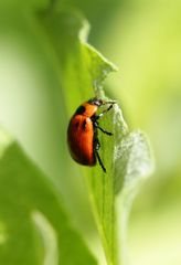 Gonioctena viminalis