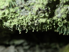 Chaenotheca furfuracea