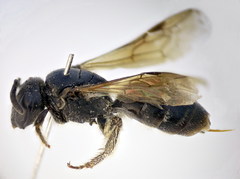 Lasioglossum interruptum