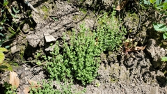 Galium californicum