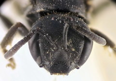 Lasioglossum interruptum
