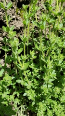 Galium californicum