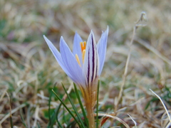 Crocus variegatus