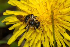 Andrena nivalis