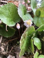 Shortia galacifolia