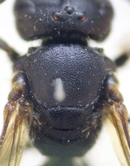 Lasioglossum interruptum