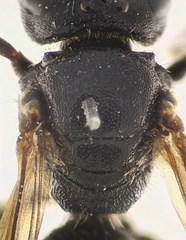 Lasioglossum interruptum