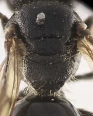 Lasioglossum interruptum