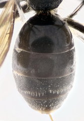 Lasioglossum interruptum